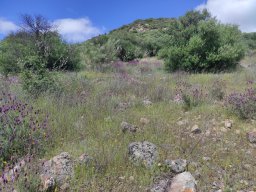 Flora del Cerro Masatrigo